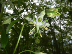 Frasera caroliniensis