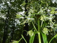 Frasera caroliniensis