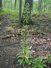 Frasera caroliniensis