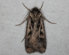 Feltia subgothica