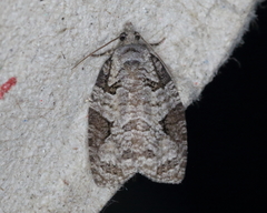 Apotomis infida