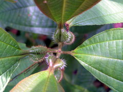 Miconia tococa