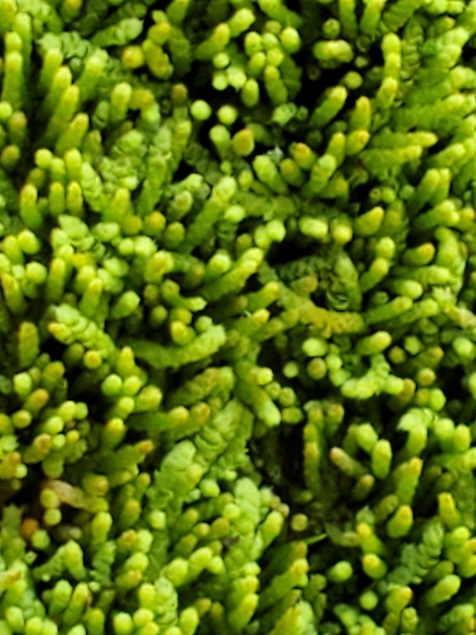 Thelia asprella