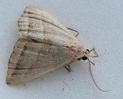 Macrochilo absorptalis