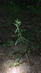 Sericocarpus linifolius