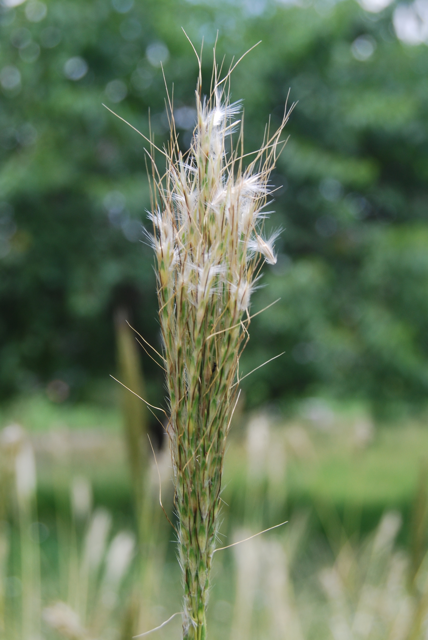 Bothriochloa barbinodis