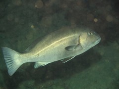Plectorhinchus caeruleonothus