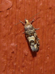 Eucopina