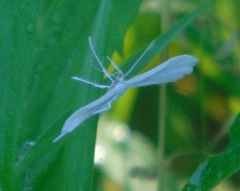 Hellinsia homodactylus