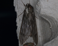 Sphinx canadensis