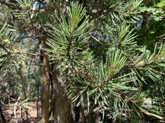 Pinus cembroides bicolor