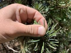 Pinus cembroides bicolor