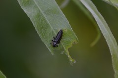 Chrysomela vigintipunctata