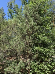 Pinus cembroides bicolor