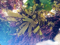 Dictyota kunthii