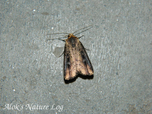 Axylia renalis