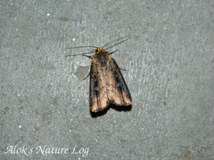 Axylia renalis