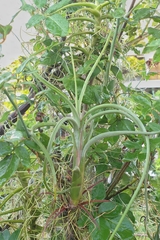 Tillandsia intermedia