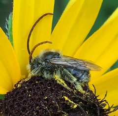Melissodes druriellus