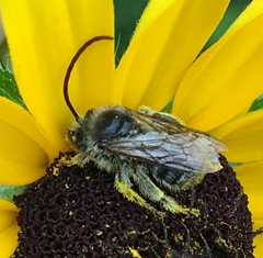 Melissodes druriellus