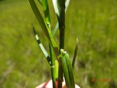 Dulichium arundinaceum