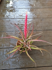 Tillandsia chiapensis