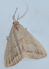 Macrochilo absorptalis