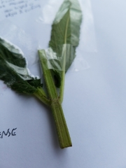 Stachys pilosa
