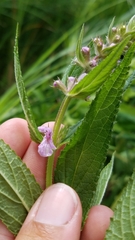 Stachys hispida