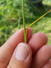 Juncus dudleyi