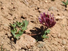 Trifolium longipes multipedunculatum