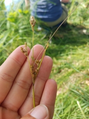 Juncus dudleyi