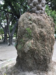 Coryphoideae