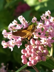 Polites themistocles