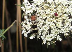 Chlorophorus trifasciatus