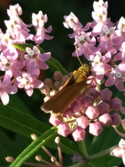 Polites themistocles