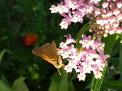 Polites themistocles