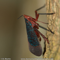 Kalidasa lanata