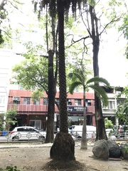 Coryphoideae