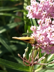 Polites themistocles