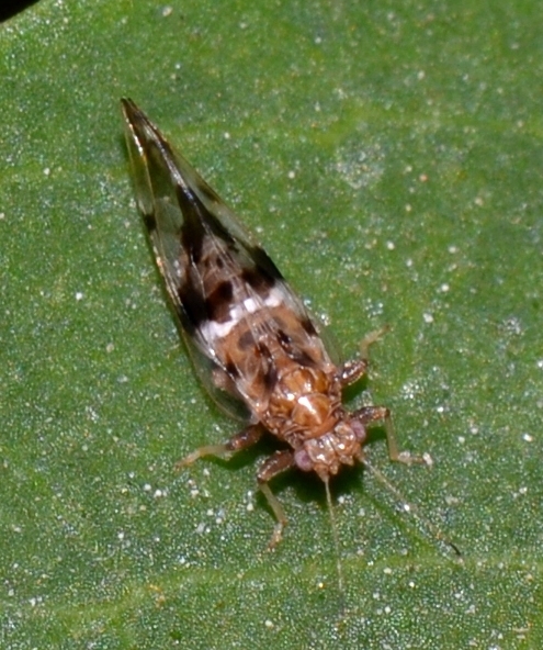 Triozidae