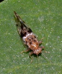 Bactericera maculipennis