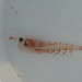 Euphotic Krill - Photo (c) Burkhard, some rights reserved (CC BY-NC-SA), uploaded by Burkhard