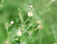 Psilactis brevilingulata