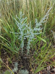 Artemisia austriaca