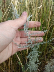 Artemisia austriaca