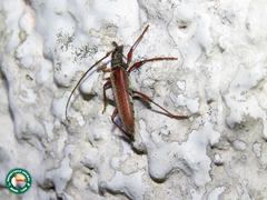 Mephritus