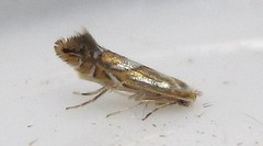 Phyllonorycter propinquinella