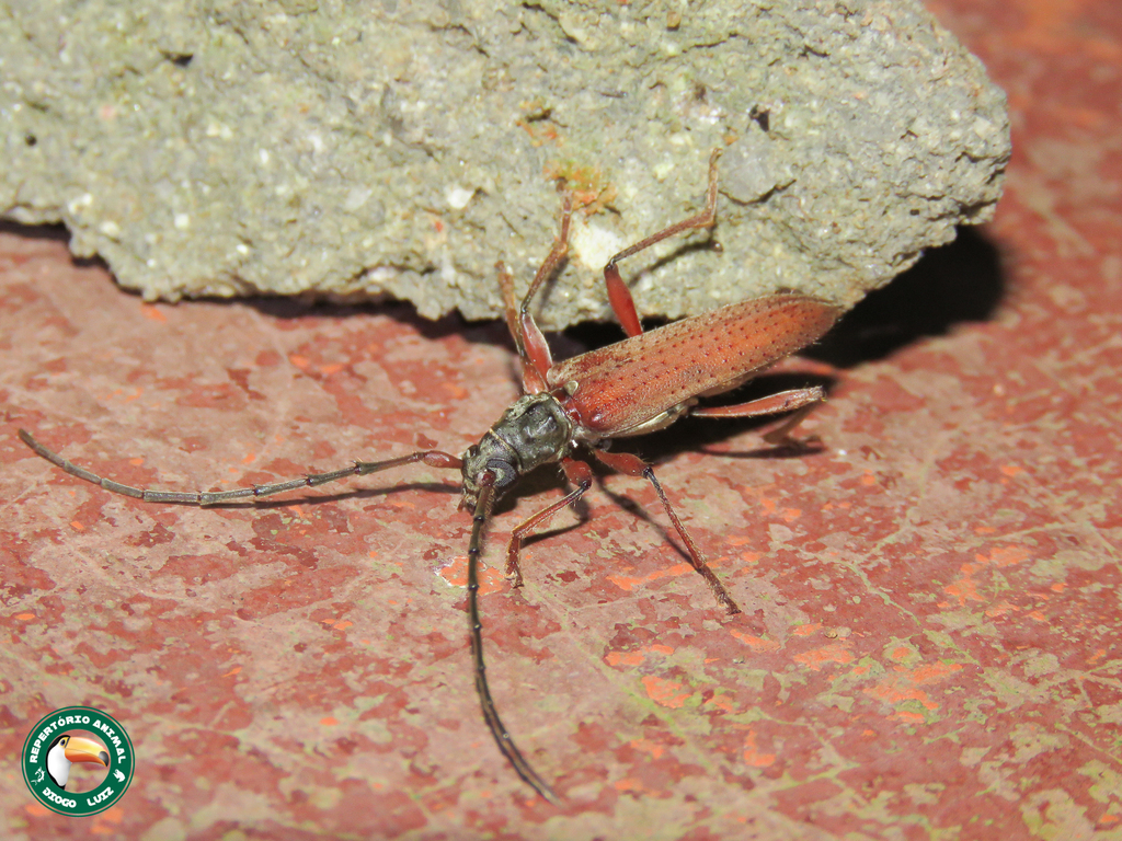 Mephritus serius