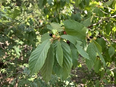 Frangula betulifolia
